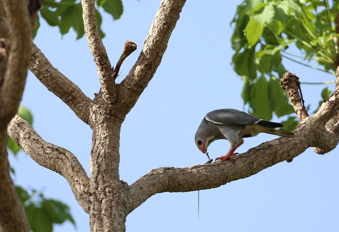 Lizard Buzzard Lizard Buzzard<br />
Kaupifalco monogrammicus - <br />
<br />
Autour unibande Côte d'Ivoire,Geotagged,Kaupifalco monogrammicus,Spring,lizard buzzard