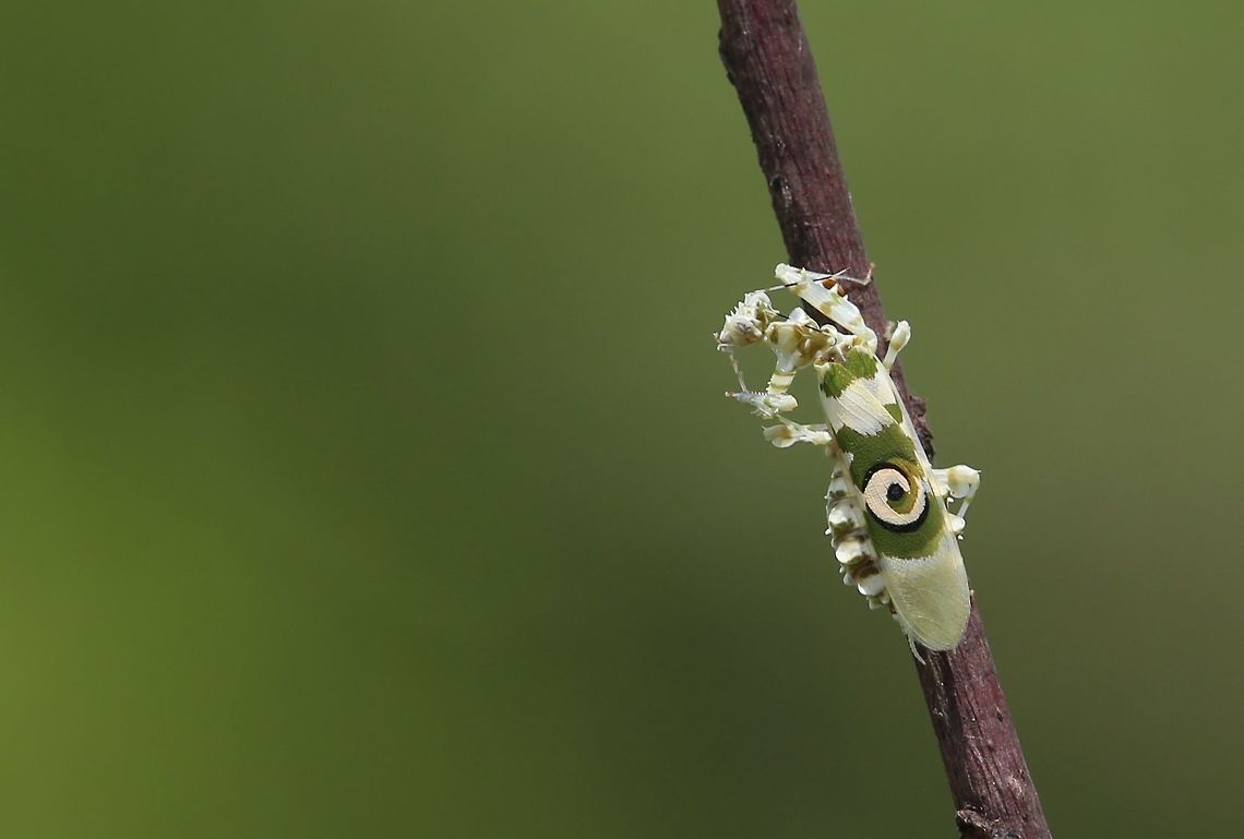African flower Mantis Pseudocreobotra ocellata<br />
<br />
spiny flower mantis Côte d'Ivoire,Geotagged,Pseudocreobotra  ocellata,Spring