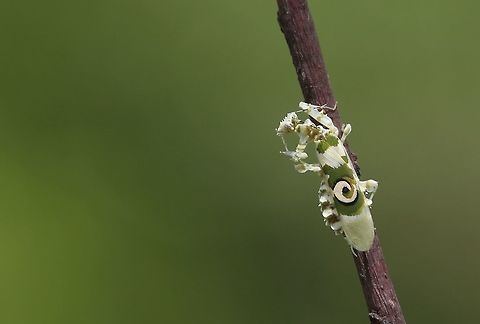 African flower Mantis Pseudocreobotra ocellata

spiny flower mantis Côte d'Ivoire,Geotagged,Pseudocreobotra  ocellata,Spring