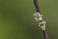 African flower Mantis Pseudocreobotra ocellata<br />
<br />
spiny flower mantis Côte d'Ivoire,Geotagged,Pseudocreobotra  ocellata,Spring