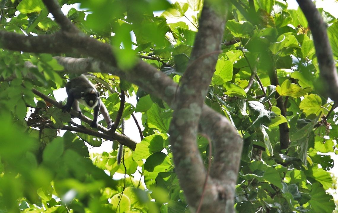 Lesser white-nosed monkey Hocheur Du Ghana<br />
Lesser white-nosed monkey<br />
<br />
Cercopithecus petaurista Cercopithecus petaurista,Côte d'Ivoire,Geotagged,Lesser spot-nosed monkey,Spring