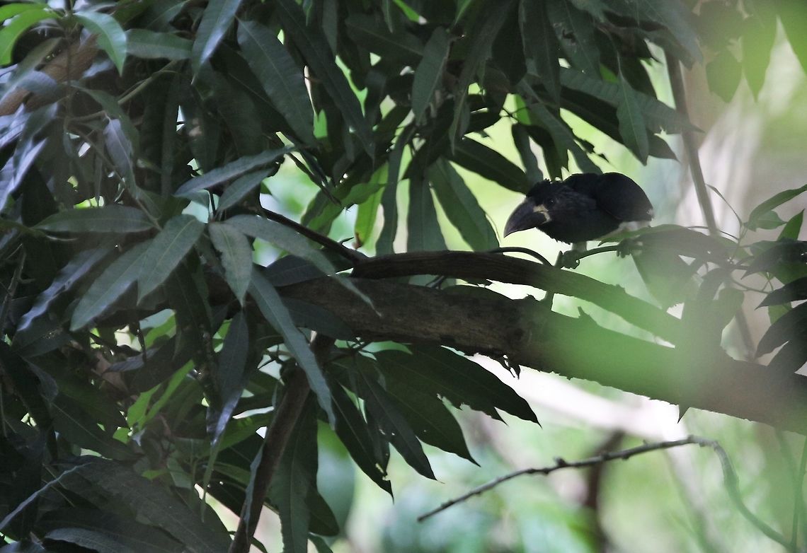 Piping Hornbill Calao siffleur<br />
Bycanistes fistulator <br />
<br />
Piping Hornbill Bycanistes fistulator,Côte d'Ivoire,Geotagged,Piping hornbill,Spring