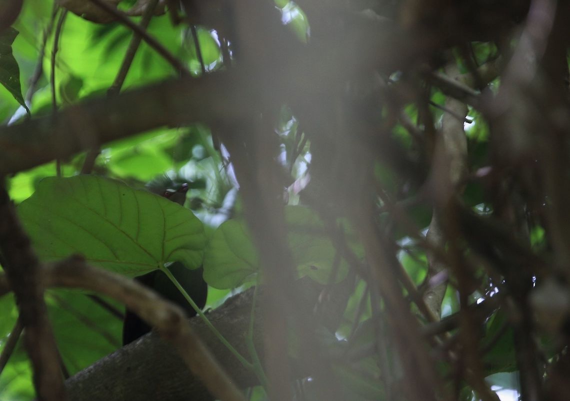 Guinea Turaco Touraco vert <br />
Tauraco persa<br />
Guinea Turaco Côte d'Ivoire,Geotagged,Guinea Turaco,Spring,Tauraco persa