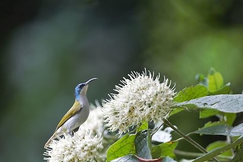 Green-headed Sunbird Green-headed Sunbird
Cyanomitra verticalis - Souimanga &agrave; t&ecirc;te verte Cyanomitra verticalis,C&ocirc;te d'Ivoire,Geotagged,Green-headed sunbird,Spring