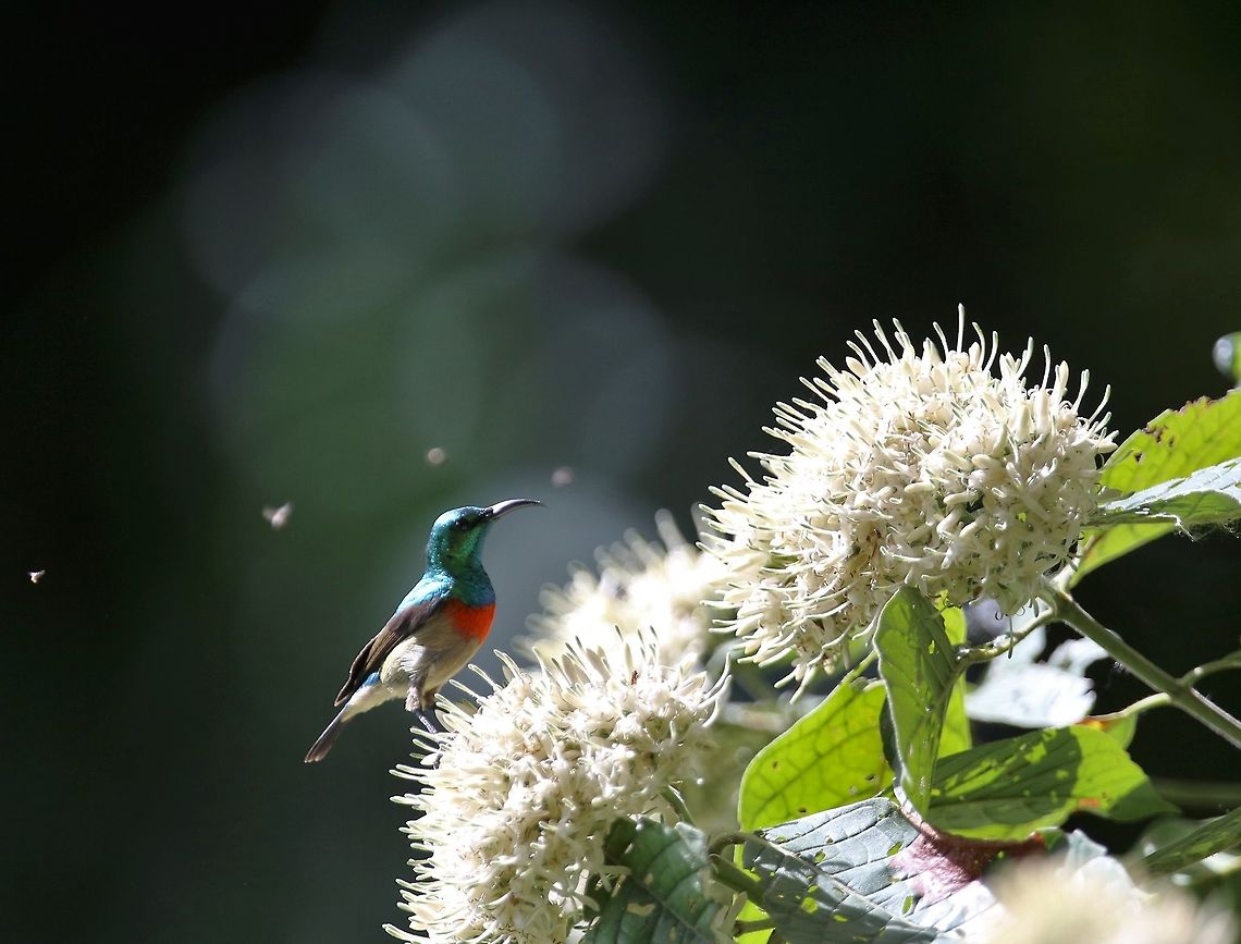 Olive-bellied Sunbird Olive-bellied Sunbird<br />
Cinnyris chloropygius - <br />
<br />
Souimanga &agrave; ventre olive Cinnyris chloropygia,Côte d'Ivoire,Geotagged,Olive-bellied sunbird,Spring