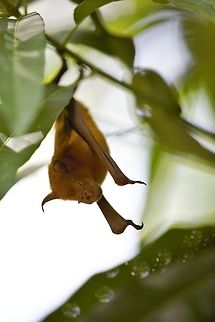 ID still pending Giant roundleaf bat or Striped leaf-nosed bat (Hipposideros vittatus)