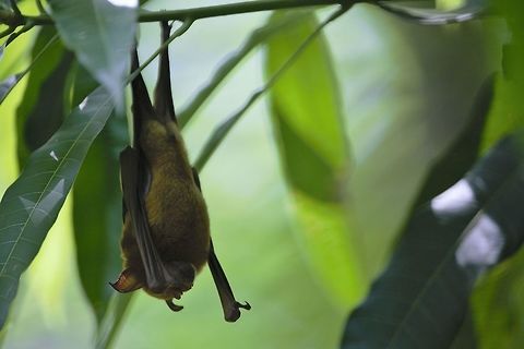 ID still pending Giant roundleaf bat or Striped leaf-nosed bat (Hipposideros vittatus)