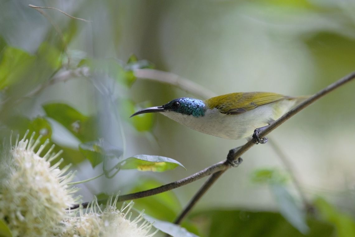 Green-headed Sunbird Green-headed Sunbird<br />
<br />
Green-headed Sunbird<br />
Cyanomitra verticalis - Souimanga &agrave; t&ecirc;te verte Cyanomitra verticalis,Côte d'Ivoire,Geotagged,Green-headed sunbird,Spring