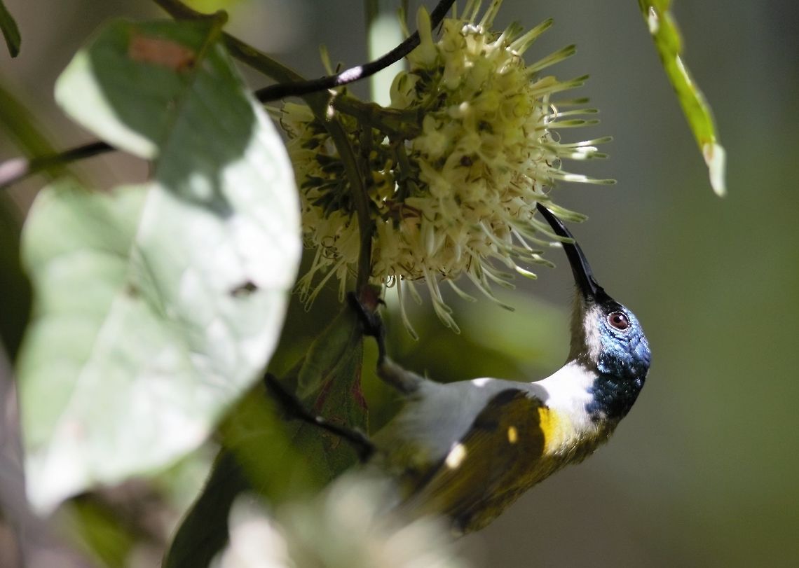 Green-headed Sunbird Close-up Green-headed Sunbird<br />
Cyanomitra verticalis - Souimanga &agrave; t&ecirc;te verte Cyanomitra verticalis,Côte d'Ivoire,Geotagged,Green-headed sunbird,Spring
