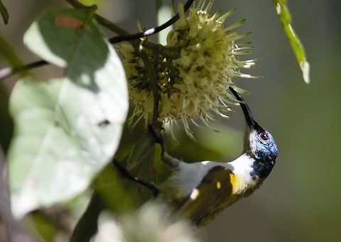 Green-headed Sunbird Close-up Green-headed Sunbird
Cyanomitra verticalis - Souimanga &agrave; t&ecirc;te verte Cyanomitra verticalis,C&ocirc;te d'Ivoire,Geotagged,Green-headed sunbird,Spring