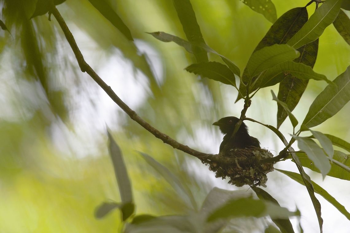 Square-tailed Drongo Square-tailed Drongo <br />
Dicrurus ludwigii -<br />
<br />
Drongo de Ludwig Côte d'Ivoire,Dicrurus ludwigii,Geotagged,Spring,Square-tailed drongo