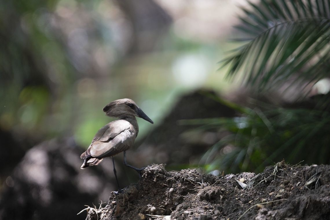 The Hamerkop Hamerkop<br />
<br />
Ombrette africaine<br />
Scopus umbretta -  Côte d'Ivoire,Geotagged,Hamerkop,Scopus umbretta,Spring