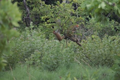 Patas monkey Erythrocebus patas &bull;

Singe rouge, Singe pleureur C&ocirc;te d'Ivoire,Erythrocebus patas,Geotagged,Patas monkey,Spring