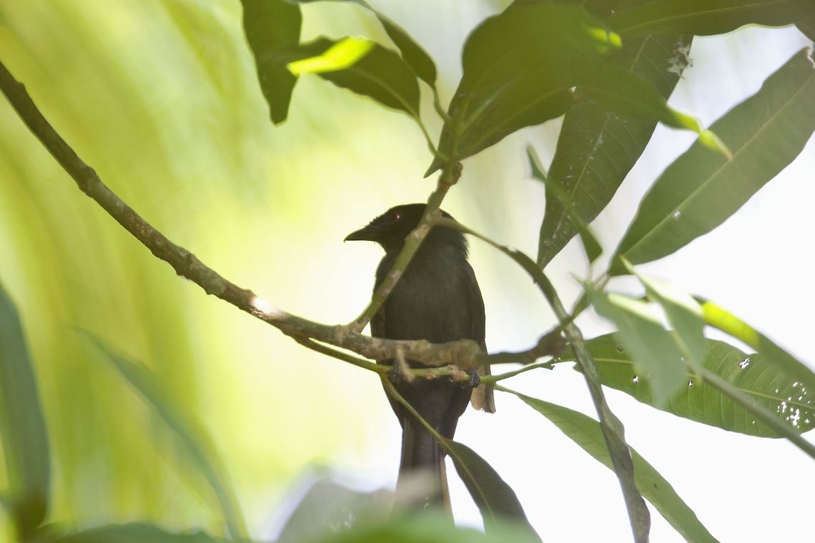 Square-tailed Drongo Square-tailed Drongo<br />
Dicrurus ludwigii  <br />
<br />
Drongo de Ludwi Côte d'Ivoire,Dicrurus ludwigii,Geotagged,Spring,Square-tailed drongo