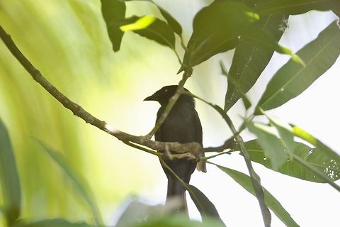 Square-tailed Drongo Square-tailed Drongo
Dicrurus ludwigii  

Drongo de Ludwi Côte d'Ivoire,Dicrurus ludwigii,Geotagged,Spring,Square-tailed drongo