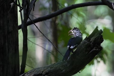 Piping hornbill