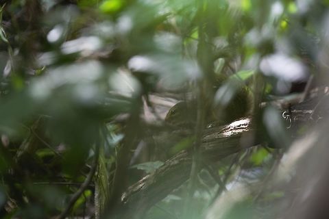 Fire-footed Rope Squirrel