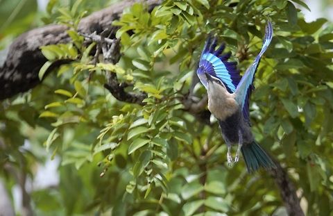 Rollier à ventre bleu 
Coracias cyanogaster 

Blue-bellied Roller Blue-bellied Roller,Coracias cyanogaster,Côte d'Ivoire,Geotagged,Spring