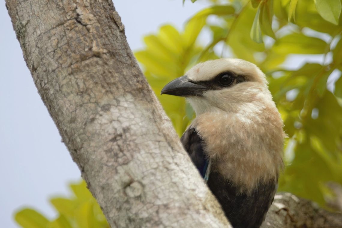 Rollier à ventre bleu <br />
Coracias cyanogaster - <br />
<br />
Blue-bellied Roller Blue-bellied Roller,Coracias cyanogaster,Côte d'Ivoire,Geotagged,Spring