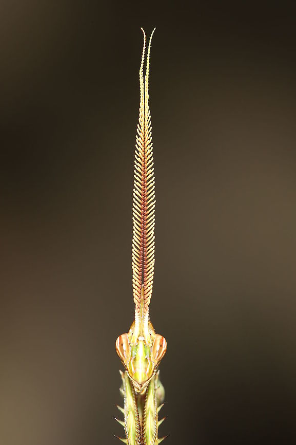 Alien Mantis<br />
(empuse?)<br />
West Africa<br />
Ivory Coast Dabakala-Katiola region Africa,Cone-headed Mantid,Côte d'Ivoire,Fall,Geotagged,Hemiempusa capensis,Ivory Coast,Macro,Mantis