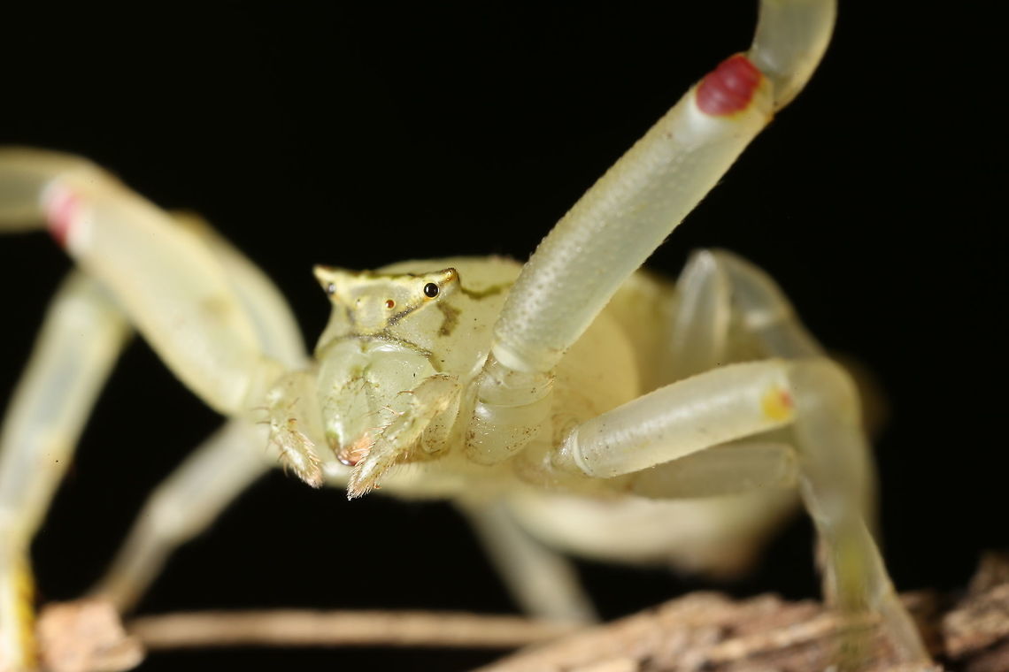 Crab Spider if someone has an idea<br />
<br />
MP-E 65mm<br />
free hand, manual focus<br />
will do better next time :p<br />
<br />
Ivory Coast<br />
West Africa 65mm,C&ocirc;te d'Ivoire,Fall,Geotagged,MP-E,crab spider