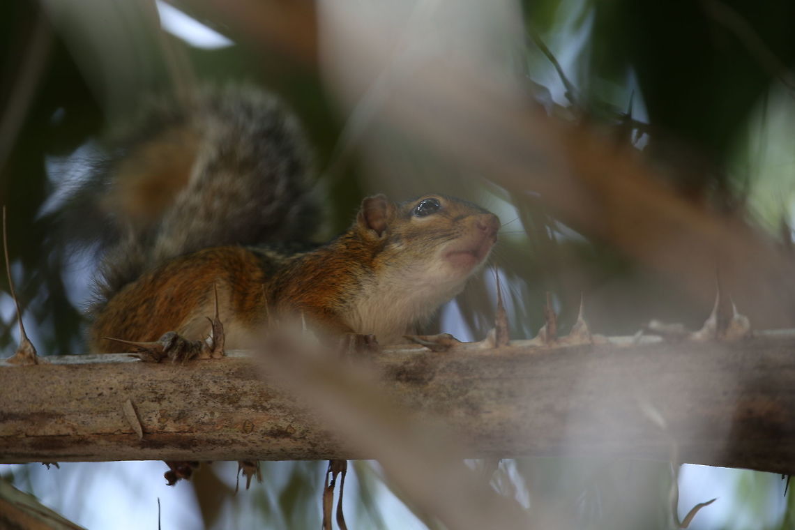 The Fire-footed Rope Squirrel Squirrel<br />
Palm tree<br />
Ivory Coast<br />
Africa<br />
<br />
 C&ocirc;te d'Ivoire,Fall,Fire-footed Rope Squirrel,Funisciurus pyrropus,Geotagged