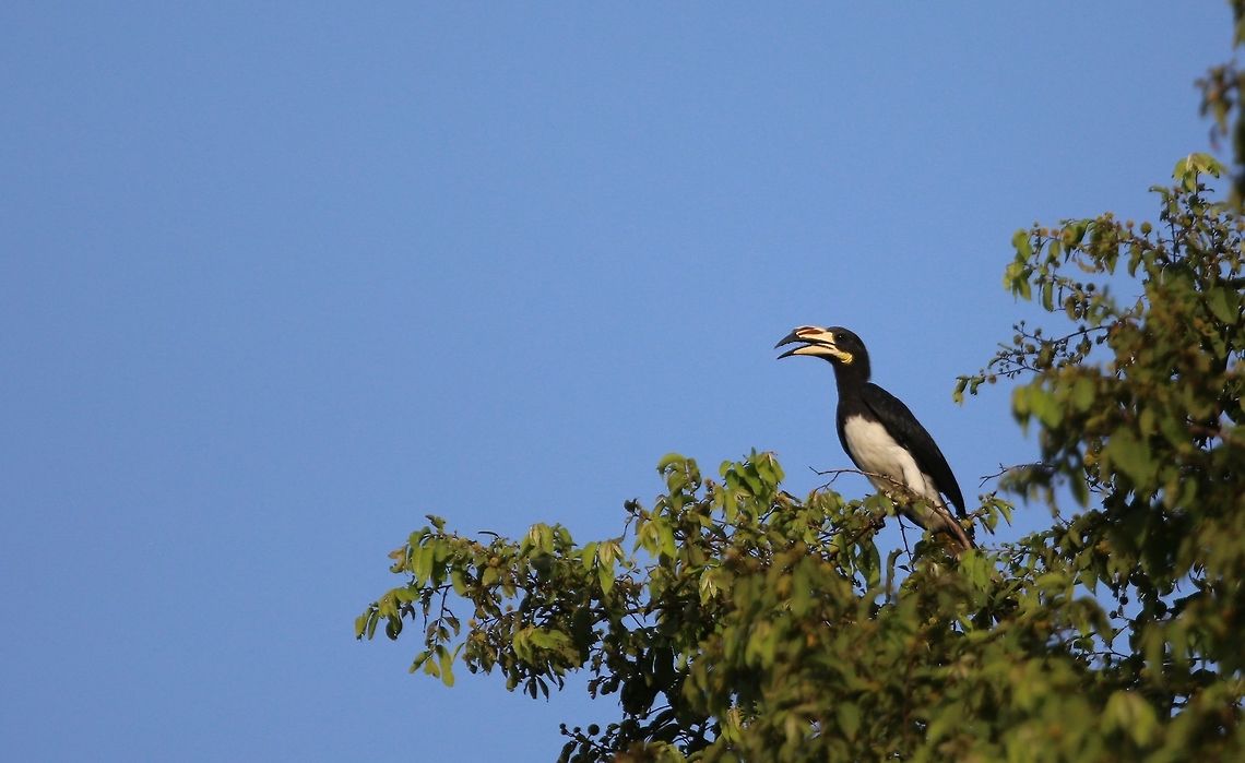 African Pied Hornbill Ivory Coast<br />
Africa African pied hornbill,C&ocirc;te d'Ivoire,Fall,Geotagged,Tockus fasciatus