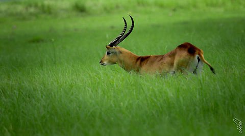 Cobe de Lechwe Kobus Lechwe 800mm,Africa,Botswana,Even-toed Ungulates,Geotagged,Kobus leche,Lechwe,Spring