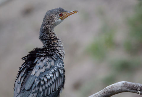 Reed Cormorant Cormoran africain
Microcarbo africanus -
Reed Cormorant Geotagged,Microcarbo africanus,Reed cormorant,Spring,Zambia
