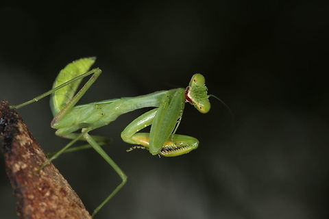 African Mantis nymph in green variety Ivory Coast
Africa Côte d'Ivoire,Fall,Geotagged,Giant African mantis,Nigerian flower mantis,Sphodromantis viridis