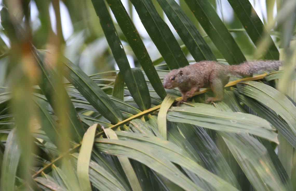 Ebian's palm squirrel Ebian&#039;s palm squirrel<br />
Ivory Coast<br />
Africa Africa,Côte d'Ivoire,Epixerus,Epixerus ebii,Fall,Geotagged,Ivory Coast,palm grove,squirrel