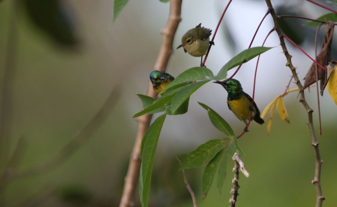 Collared Sunbird Collared Sunbird<br />
Ivory Coast<br />
<br />
 Africa,Collared Sunbird,Côte d'Ivoire,Fall,Geotagged,Hedydipna collaris