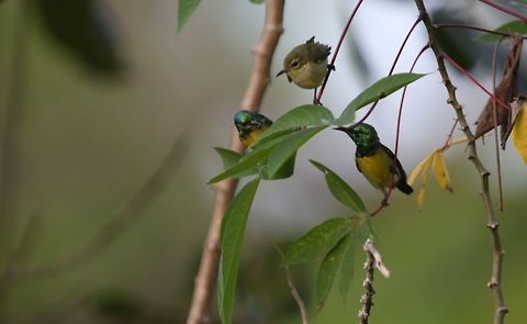 Collared Sunbird Collared Sunbird
Ivory Coast

 Africa,Collared Sunbird,C&ocirc;te d'Ivoire,Fall,Geotagged,Hedydipna collaris