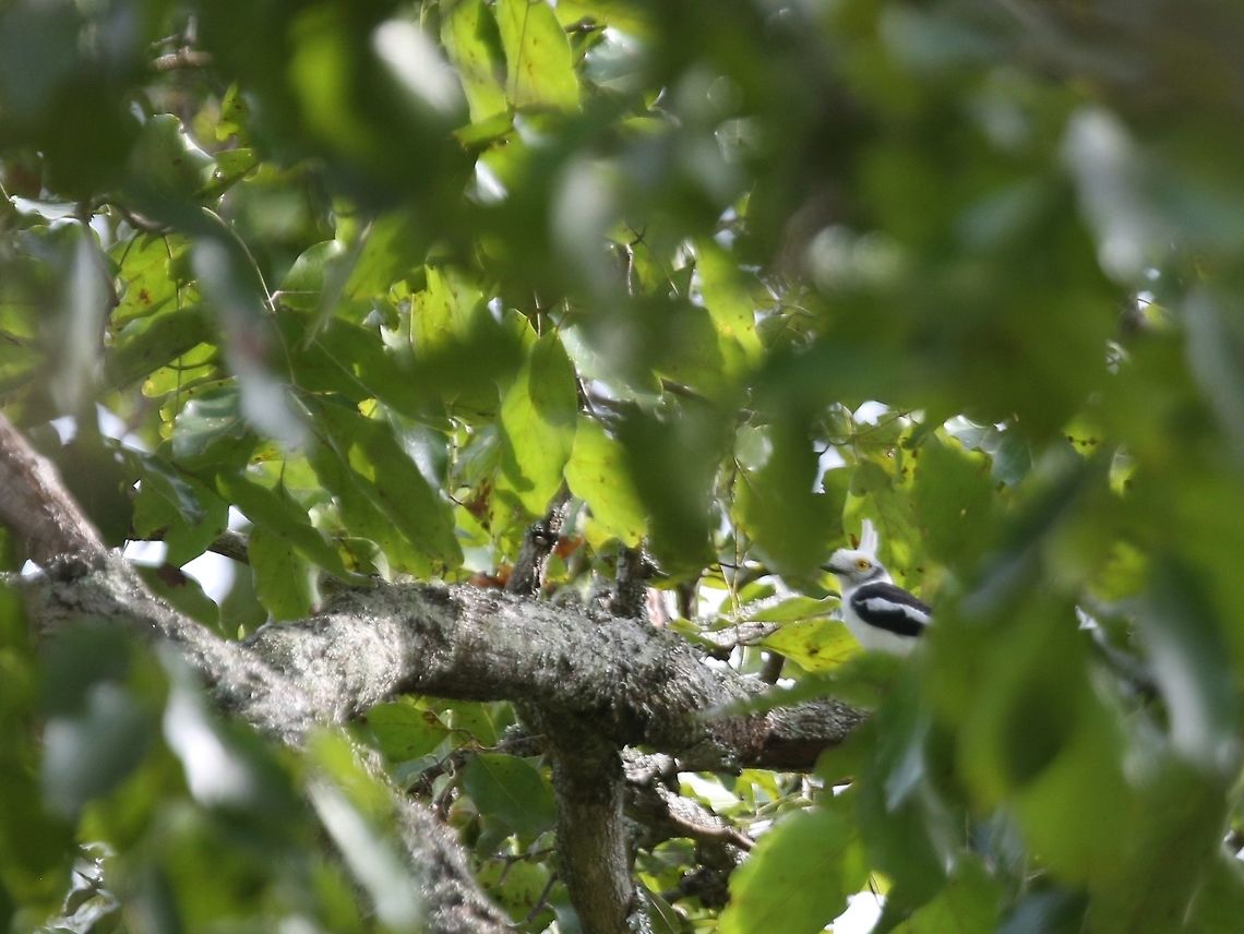 Bagadais casqu&eacute; Bagadais casqu&eacute;<br />
<br />
White-crested Helmetshrike<br />
<br />
Prionops plumatus C&ocirc;te d'Ivoire,Fall,Geotagged,Prionops plumatus,White-crested helmetshrike
