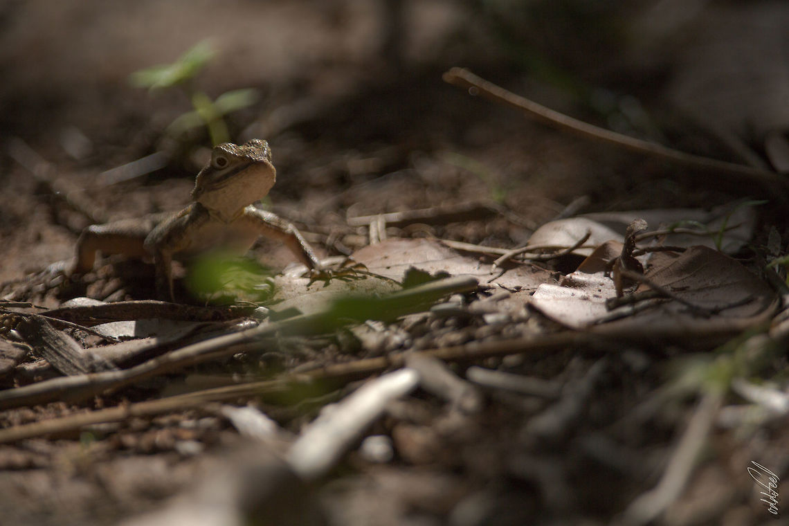 Margouillat Ivory Coast<br />
Bandama Valley Agama agama,Côte d'Ivoire,Fall,Geotagged,Red-headed Rock Agama