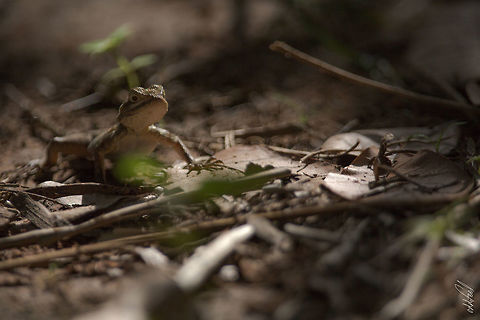 Margouillat Ivory Coast
Bandama Valley Agama agama,Côte d'Ivoire,Fall,Geotagged,Red-headed Rock Agama