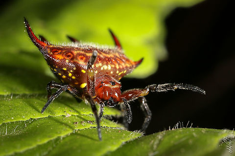 In my arms Spiny orb-weavers

Vall&eacute;e de Bandama
C&ocirc;te d'Ivoire
 C&ocirc;te d'Ivoire,Fall,Gasteracantha curvispina,Geotagged