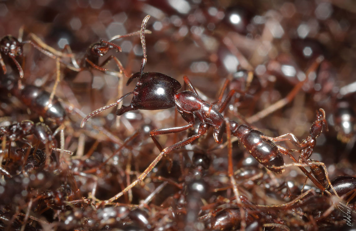Magnan Magnan Ants<br />
Driver ants, Safari ants<br />
<br />
Canon EOS 5D Mark III<br />
MP-E 65mm &fnof;/13 1/125s C&ocirc;te d'Ivoire,Dorylus nigricans,Geotagged,Summer
