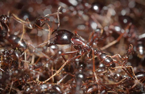 Magnan Magnan Ants
Driver ants, Safari ants

Canon EOS 5D Mark III
MP-E 65mm &fnof;/13 1/125s C&ocirc;te d'Ivoire,Dorylus nigricans,Geotagged,Summer