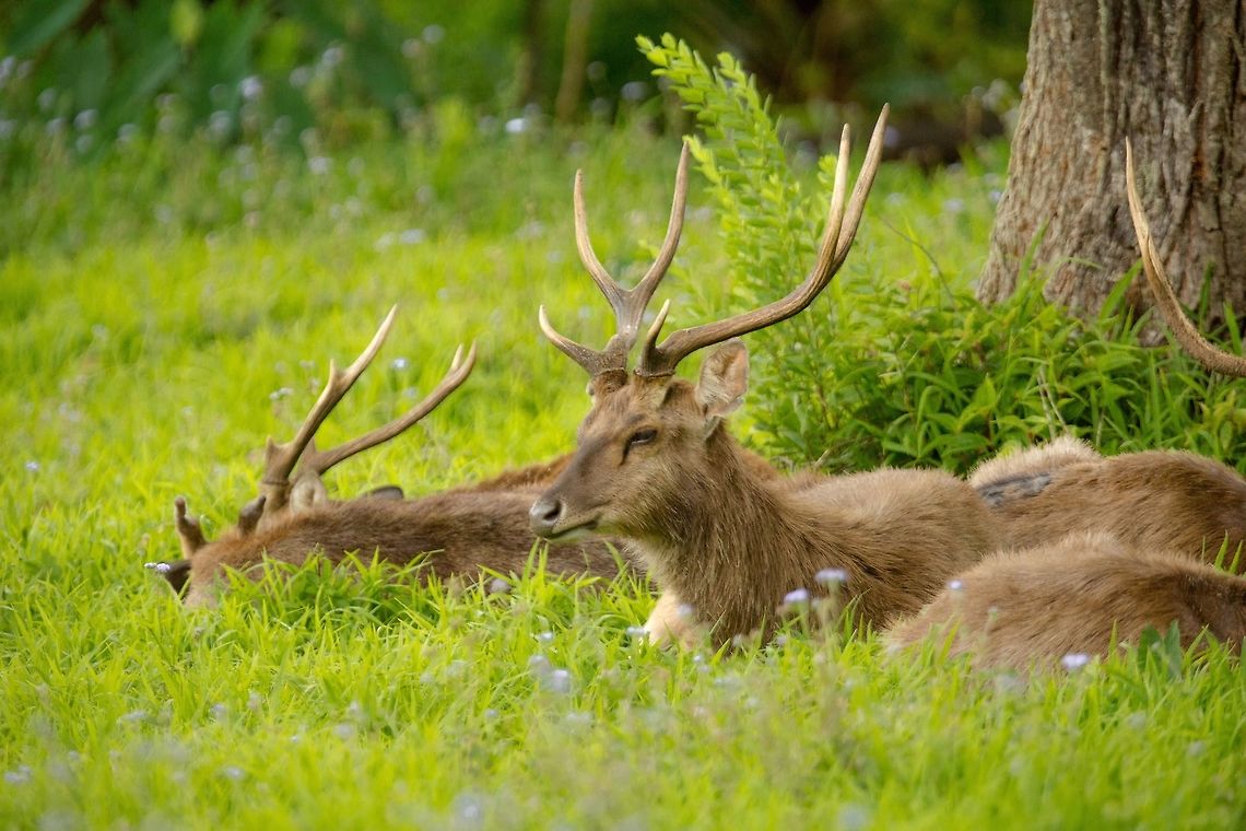 Rusa Deer Cerf rusa <br />
Rusa Deer<br />
<br />
(Cervus timorensis rusa)<br />
Mauritius Island Geotagged,Javan rusa,Mauritius,Rusa timorensis,Spring
