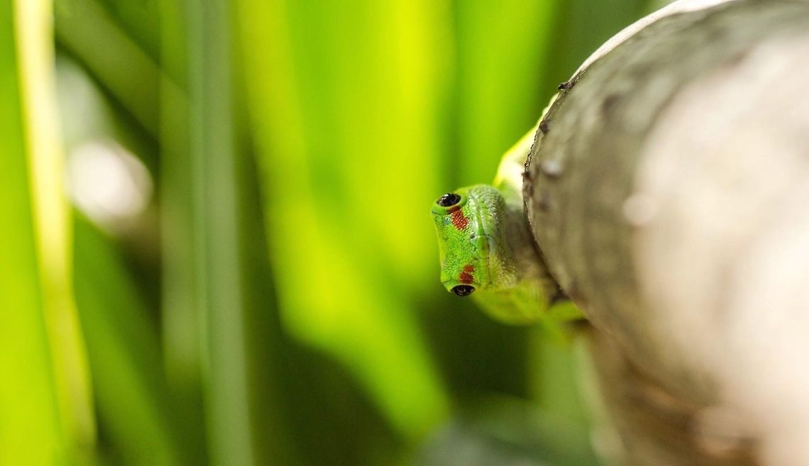 Phelsuma grandis Day Gecko, Mauritius  Geotagged,Mauritius,Ornate,Phelsuma grandis,Phelsuma madagascariensis grandis