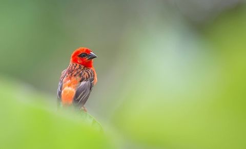 Red fody  Foudia madagascariensis,Geotagged,Mauritius,Red fody