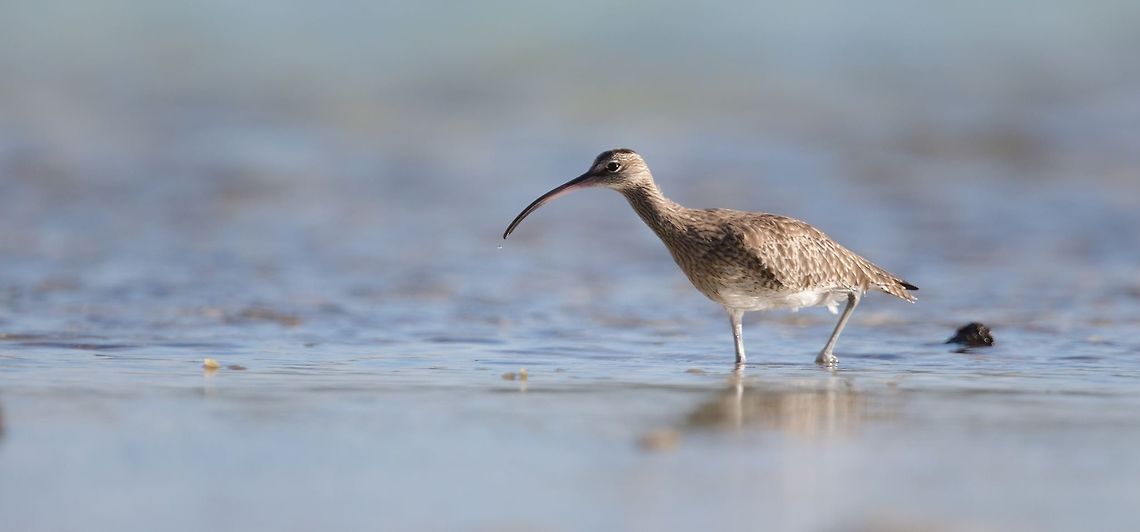 Courlis Corlieu Courlis corlieu<br />
<br />
Whimbrel<br />
<br />
Numenius phaeopus <br />
<br />
Ile Maurice Geotagged,Mauritius,Numenius phaeopus,Whimbrel