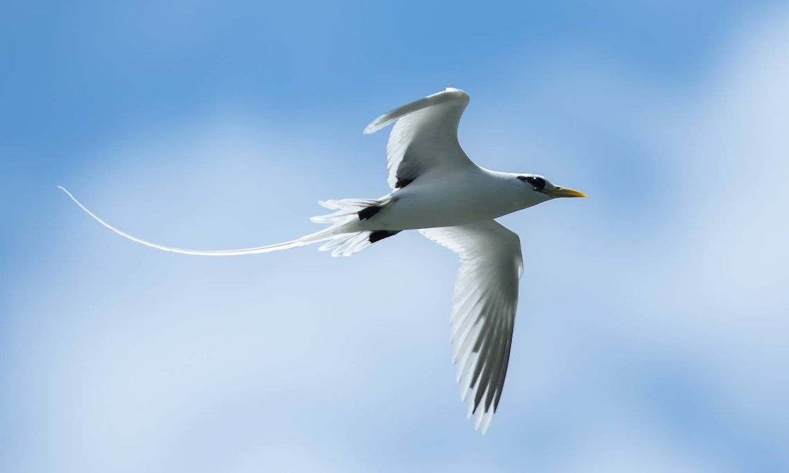 Oiseau du Tropique White-tailed Tropicbird<br />
Paille-en-queue<br />
(Phaethon lepturus)<br />
Ile Maurice Geotagged,Mauritius,Phaethon  lepturus,White-tailed tropicbird