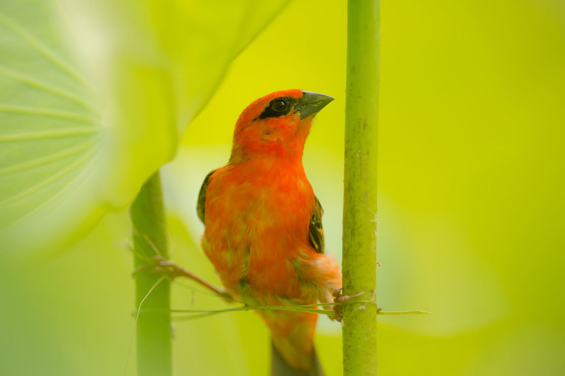 Foudi Rouge Foudi Rouge<br />
Red Fody nesting<br />
Foudia Madagascariensis<br />
Ile Maurice Foudia madagascariensis,Geotagged,Mauritius,Red fudy,Summer