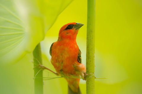 Foudi Rouge Foudi Rouge
Red Fody nesting
Foudia Madagascariensis
Ile Maurice Foudia madagascariensis,Geotagged,Mauritius,Red fudy,Summer
