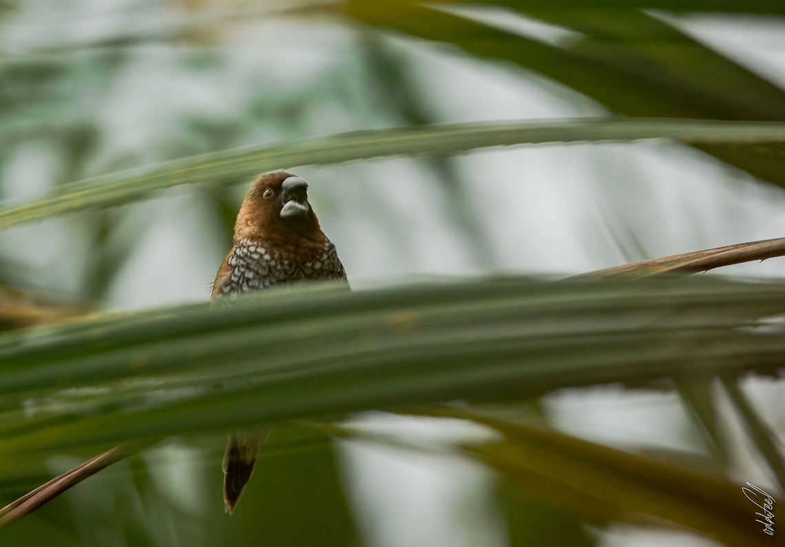 Scaly-breasted Munia Scaly-breasted Munia<br />
Capucin damier<br />
Lonchura punctulata   Geotagged,Lonchura punctulata,Mauritius,Scaly-breasted munia,Summer