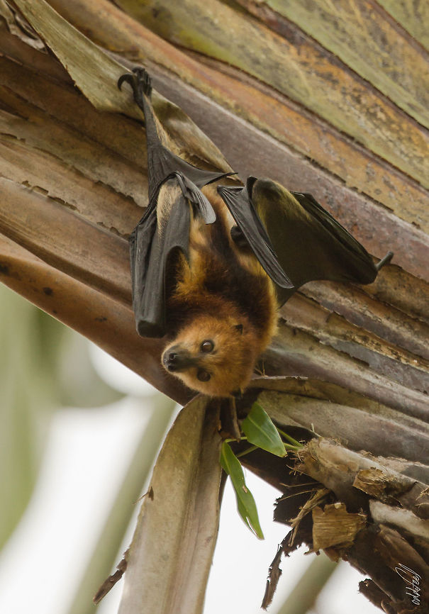 Greater Mascarene flying fox Greater Mascarene flying fox or Mauritius fruit bat or Mauritian flying fox :D :D<br />
Now you know all its names<br />
(Pteropus niger) Geotagged,Mauritian flying fox,Mauritius,Pteropus niger,Summer