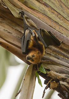 Mauritian flying fox