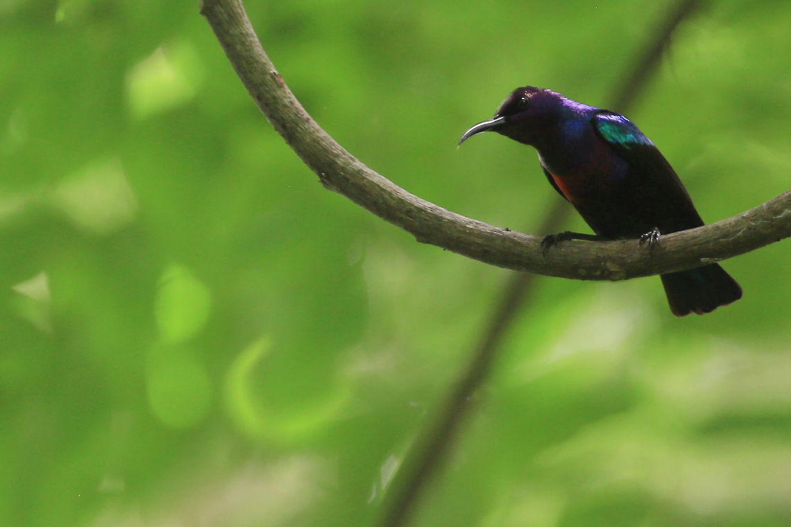 Splendid sunbird Souimanga &eacute;clatant<br />
(Cinnyris coccinigastrus)<br />
<br />
Ivory Coast Cinnyris coccinigastrus,Côte d'Ivoire,Geotagged,africa,ivory coast,jungle,passerines,souimanga,splendid sunbird